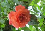 Фото №2 Плетистые розы
