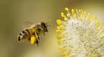 фото Пчелы, пчелосемьи карпатка, карника в С-Петербурге