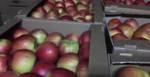 фото Сладкие яблоки оптом со склада в Иркутске.