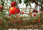 фото Продам тепличный комплекс по выращиванию помидор и огурцов