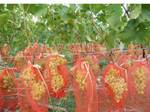 фото Защитная сетка для винограда