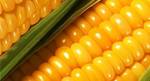 фото Семена гибридов кукурузы и подсолнечника