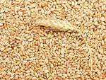 фото Пшеница отборная для проращивания