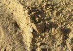фото Песок растворный, бетонный.