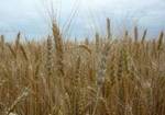 фото Северодонецкая Юбилейная. Семена озимой пшеницы.