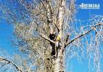 фото Спил, обрезка и удаление деревьев Челны, Елабуга, Нижнекамск