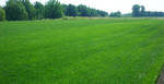 фото Рулонный газон "Универсальный"