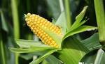 фото Гибриды семян Кукурузы (Pioneer, Singenta, Limagrain)