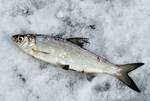 фото Северная рыба Сырок см ХМАО в мешках (не блочная заморозка)