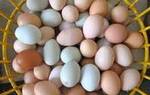 фото Органические свежие куриные столовые яйца и оплодотворенные