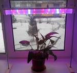 фото Светодиодный светильник LED ЭРА для роста растений