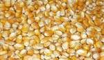 фото Желтая кукуруза / желтая кукуруза / желтые зерна кукурузы