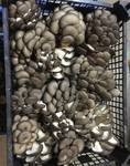 фото Продаю грибы свежие "Вешенка"