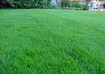 фото Овсяница красная (луговая) газонная трава