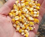фото Зерно Кукурузы, дробленная Кукуруза в мешках