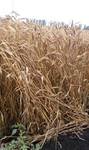 фото Семена пшеницы