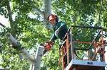 фото Спил кронирование обрезка деревьев в Барнауле