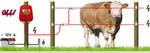фото Электропастух, электроизгородь для КРС, овец, свиней, собак