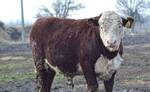 фото КФХ Колесниковых продает племенных быков породы герефорд
