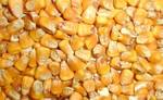 фото Кукуруза кормовая и продовольственная