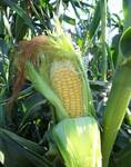 фото Срочно продам кукуруза продовольственная и фуражная