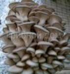 фото Технология выращивания грибов вешенка, Обучение