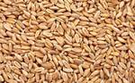 фото Пшеница 3,4,5 кл ЦФО повожье