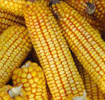 фото Семена кукурузы Краснодарский 377 АМВ