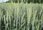 фото Элита озимой пшеницы. Одесская 267.