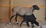 фото Племенные овцы и бараны романовской породы - новогод скидки