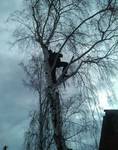 фото Спил деревьев Ульяновск