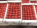 Фото №3 Продаем помидоры оптом в краснодарском крае,помидор оптом краснодарский