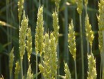 фото Семена пшеницы озимой  :Безостая 100, Маркиз, Караван, Дуплет, Ваня