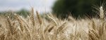 фото Семена пшеницы озимой  : Алексеич, Гром, Юка, Таня, Гурт