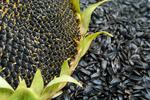 фото Семена подсолнечника крупноплодного Добрыня