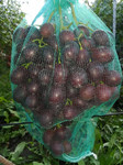 фото Мешочки  для винограда защита