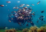 Фото №4 Дайвинг клуб «Нептун» предлагает лучший отдых на черноморском побережье – погружения с аквалангом в самых интересных местах чёрного моря: