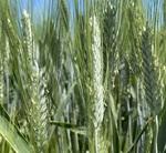 фото Семена пшеницы озимой твердой купить Агат Донской Амазонка Одари Юбилярка Яхонт