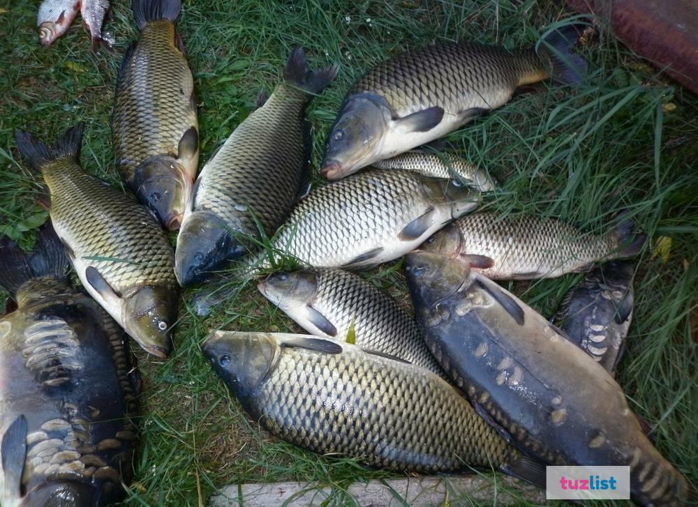 Купить Живого Карпа Воронеж