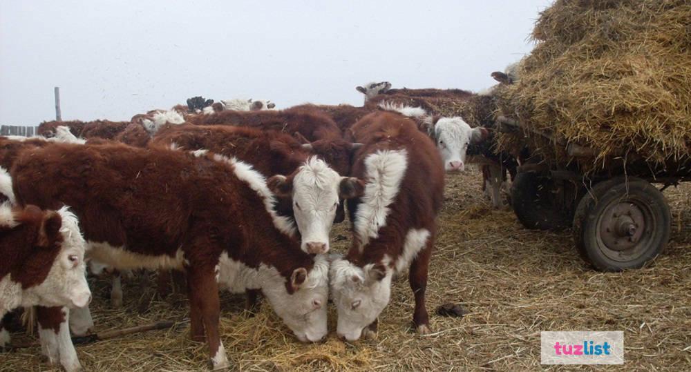 Где Купить Бычка Породы Белоголовая Недорого