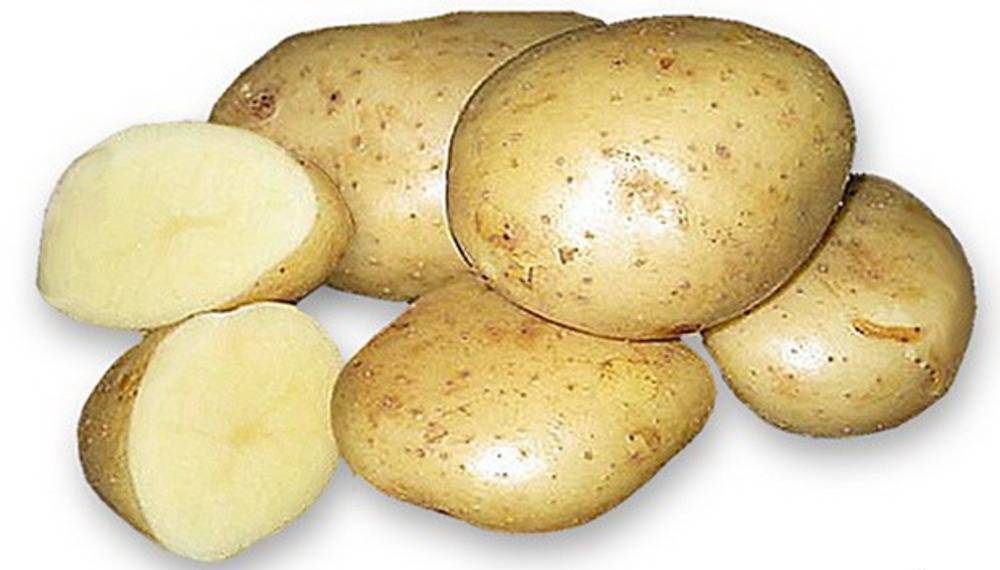 Картофель конкурент. Сорт картофеля Каратоп. Сорт картофеля Сатурн. Сорт картофеля Атлант.