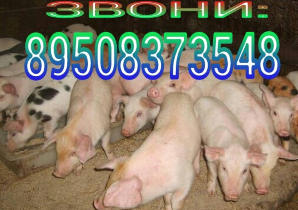 Продам свинку. Поросята номер телефона. Номера с поросенком. Продается свинья объявление.