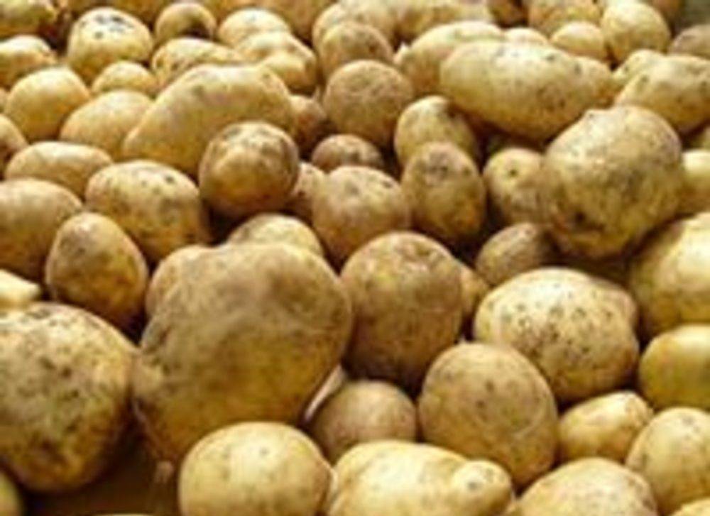 Семенной картофель купить в Благовещенске, цена 25 руб. от РосАмурЭлектра —объявление №269422 на Тузлист