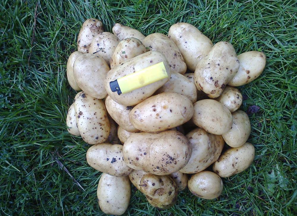 Гала картофель купить описание сорта. Картофель Гала. Урожай картофеля Гала. Сорт Гала картофель характеристика. Склад картофеля Гала.