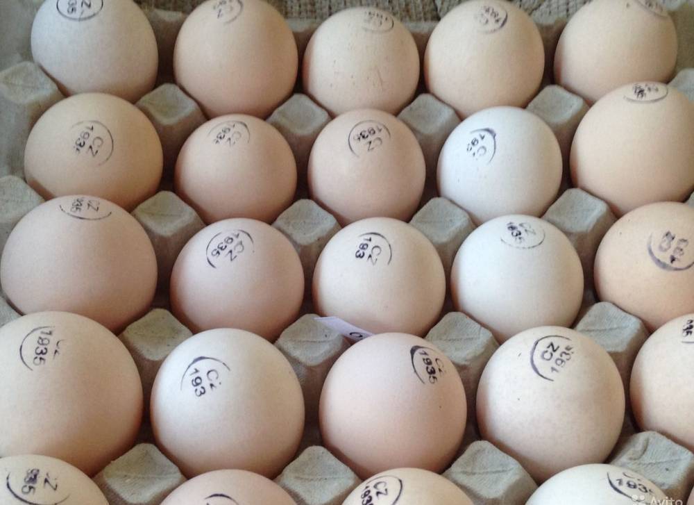 Купить яйцо инкубационное алтайский. Инкубационное яйцо бройлера Кобб 500. Инкубационное яйцо Кобб 500 Чехия. Инкубационное яйцо Росс 308. Маркировка инкубационного яйца Росс 308.