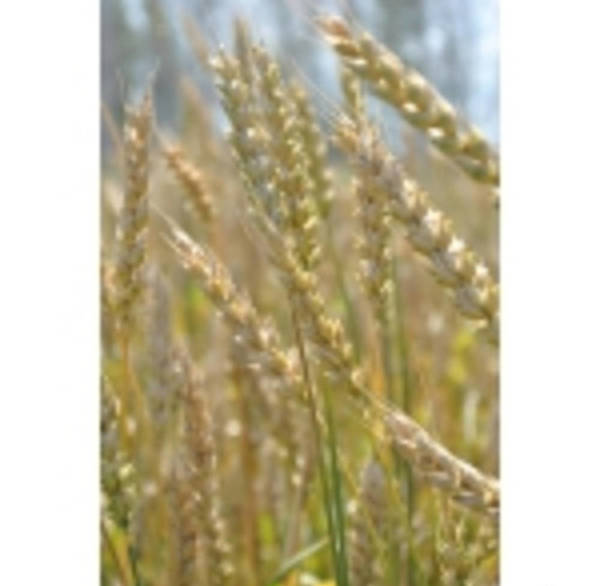 Фото Семена озимой пшеницы. Скипетр