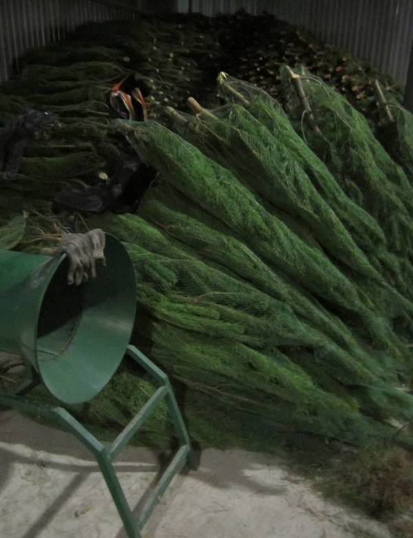 Фото Новогодние елки оптом со склада в Ростове-на-Дону