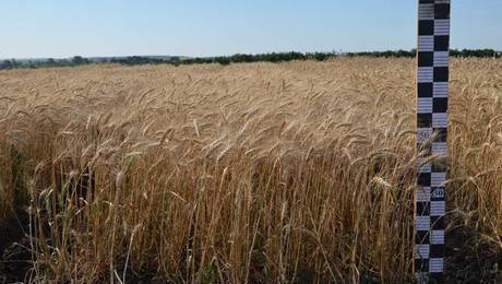 Фото Семена озимой пшеницы Астет