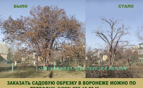 Фото Садовая обрезка фруктовых деревьев в Воронеже