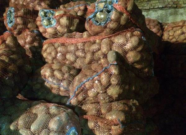 Фото Продам картофель оптом от 7р/кг
